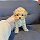 http://www.ssagae-ssagae.co.kr/data/file/b0102/thumb-662106914_1VuUqxB4_4179ab897b14b50c9f9ee1af64e23175da673643_80x80.jpg
