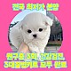 http://www.ssagae-ssagae.co.kr/data/file/b0103/thumb-3739936228_9cMUjbu6_3cd89620923b81066cf78189ef016ab4eb5fca3c_80x80.jpg